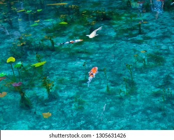 Ein transparenter und wunderschöner Simone-Teich, der wie ein Affenteich schwimmt, ähnlich wie Japans Teich, ein Teich, der genau wie Monets Gemälde in Seiki, Präfektur Gifu, Japans hübschem Ort, aussieht
