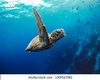 Meeresschildkröte in der Tierwelt. Blauer Hintergrund. Leben im karibischen Korallenriff.