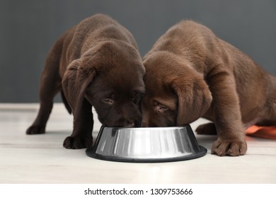Cachorros de chocolate Labrador Retriever comiendo comida del tazón en casa