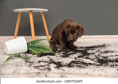 Chocolade Labrador Retriever pup met omgevallen kamerplant in huis