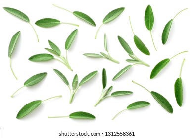 fresh sage herb isolated on white background, top view