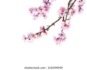 Kirschblüte isoliert vor weißem Hintergrund