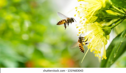 Fliegende Honigbiene, die Pollen an der gelben Blume sammelt. Biene fliegt über die gelbe Blume im unscharfen Hintergrund