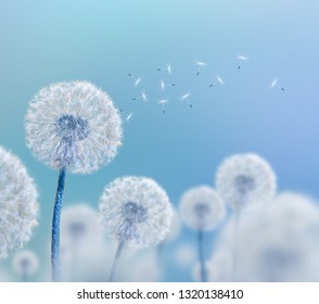 dandelion putih dengan latar belakang biru, tampilan lebar