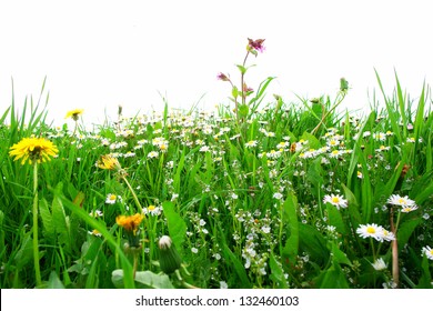 Blumen auf einem Feld vor einem isolierten Hintergrund