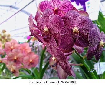Paarse Wanda-orchideefamilie