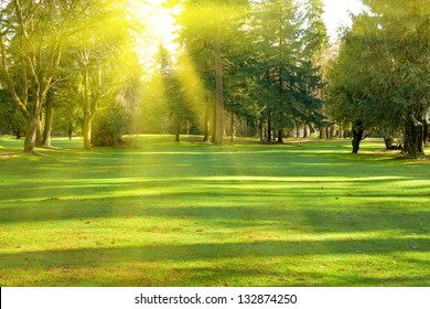 日当たりの良い光の下で公園の木々 と緑の芝生