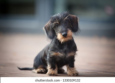 Lindo y tímido cachorro de dachshund en miniatura de pelo duro posando para el fotógrafo en la terraza