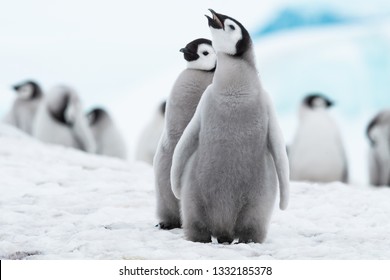 Kaisar Penguin Chicks mungkin adalah bayi yang paling lucu di dunia – tentu saja anak ayam yang paling lucu. Mereka bernyanyi terus-menerus, mencari dan mengemis dari orang tua.