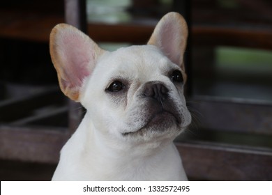 White French Bulldog puppy