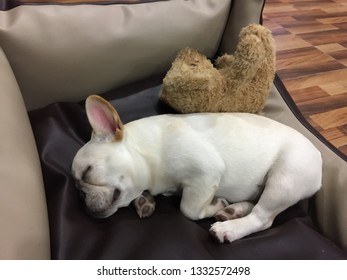White French Bulldog puppy