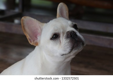 White French Bulldog puppy