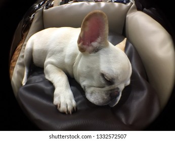 White French Bulldog puppy