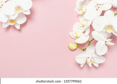 Schöne weiße Phalaenopsis Orchideenblumen auf Pastellrosa Hintergrund Draufsicht flache Lage. Tropische Blume, Zweig der Orchidee nah oben. Rosa Orchideenhintergrund. Feiertag, Frauentag, Blumenkarte, Schönheit