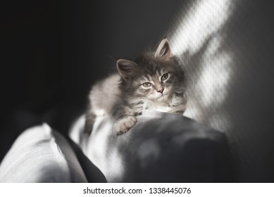 blue tabby maine coon kitten lying on the sofa edge in the sunlight