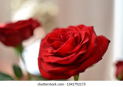 hoa hồng đỏ đỏ tươi cánh hoa