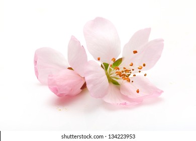 Pflaumenblüten isoliert auf weißem Hintergrund.