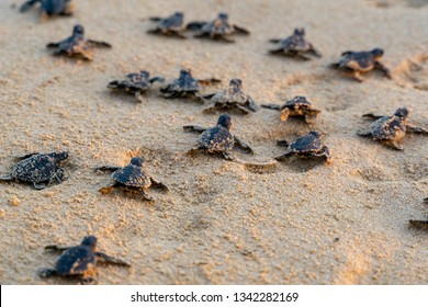 Gefährdete junge Babyschildkröten in warmer Abendsonne werden an einem Strand in Sri Lanka freigelassen und kämpfen sich ihren Weg zum Meer. Die frisch geschlüpften Schildkröten werden von Raubtieren angegriffen.