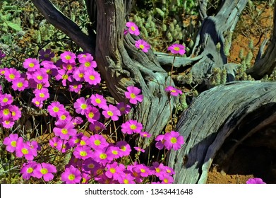 Calandrinia balonensis or the Australian Aboriginal name Parakeelya is a herb with stunning magenta pink flowers, coupled with red soil, it makes an impressive photo.