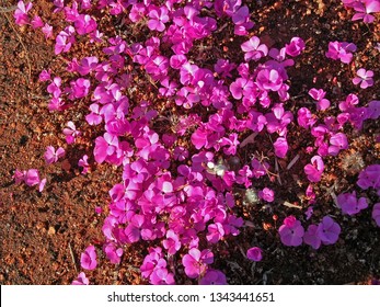 Calandrinia balonensis またはオーストラリアのアボリジニの名前 Parakeelya は、見事なマゼンタ ピンクの花を持つハーブで、赤い土と相まって、印象的な写真になります。