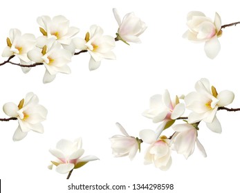 Blühende Magnolienblume lokalisiert auf weißem Hintergrund.