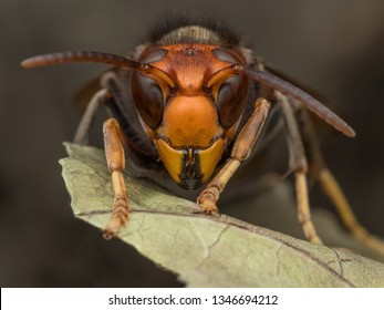 スズメバチ アジア ハチ マクロ vespavelutina