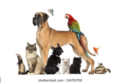 Grupo de mascotas - Perro, gato, pájaro, reptil, conejo, aislado en blanco