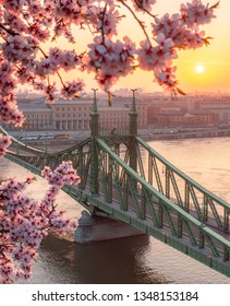 Budapest, Hungary - Beautiful Liberty Bridge at sunrise with cherry blossom tree over Danube river - Spring has arrived to Budapest