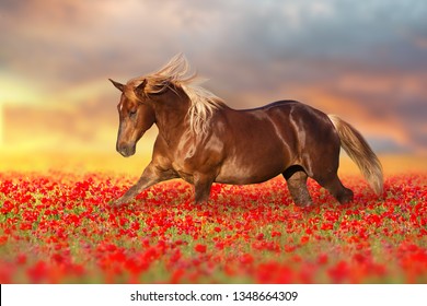 Ngựa đỏ bờm dài phi nước đại trên hoa anh túc đỏ