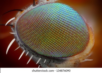 Macro fly compound eye surface at extreme x25 magnification. Very sharp