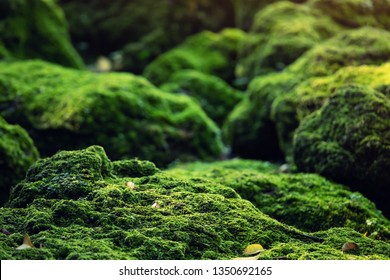 Hermoso musgo verde brillante que crece cubre las piedras ásperas y en el suelo del bosque. Mostrar con vista macro. Rocas llenas de textura de musgo en la naturaleza para papel tapiz.