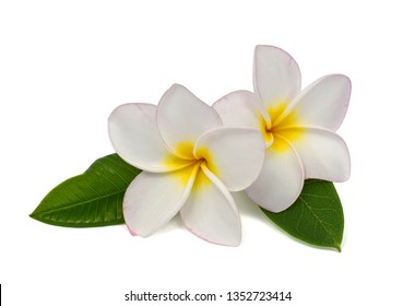 schöne weiße Plumeria rubra Blume isoliert auf weißem Hintergrund