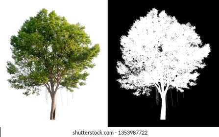 pohon tunggal dengan latar belakang gambar transparan dengan jalur kliping, pohon tunggal dengan jalur kliping dan saluran alfa dengan latar belakang hitam