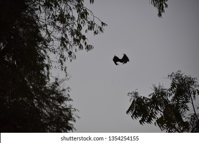 Un murciélago capturado