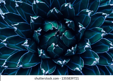 close-up agavecactus, abstracte natuurlijke patroonachtergrond en texturen, donkerblauw afgezwakt