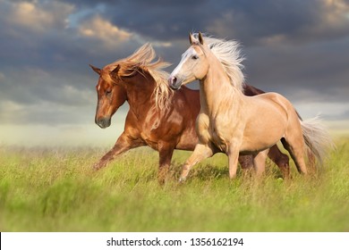 Rood en palomino paard met lange blonde manen in beweging op het veld