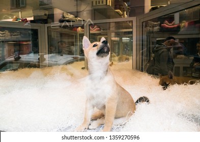 Laten we deze puppy, vossenhond, een hondenwinkel binnen laten zien op het raam