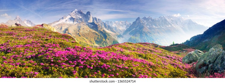 Los afilados picos alpinos del Mont Blanc con nieve y glaciares se elevan sobre los prados primaverales, donde florecen los rododendros, delicadas y aromáticas flores primaverales