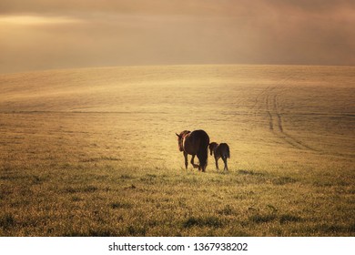 Zonnig en ontroerend beeld van een wandelend paard met een veulen over het veld. De weide wordt overspoeld met zon en schijnt in het ochtendlicht. Boerderijdieren. Gratis grazen. Moederlijke zorg en liefde.