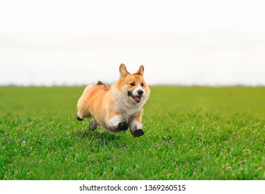 beautiful red dog puppy Corgi runs fast on green grass in spring glade with green young grass funny opening his mouth and throwing his paws in dirty ground high up