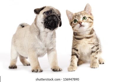 cachorro pug y gatito