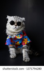 Chú mèo tai cụp Scotland đeo kính râm và mặc áo sơ mi trong concept mùa hè trên nền đen. Chân dung mèo gấp scottish trong studio. Mèo mặc áo hoa