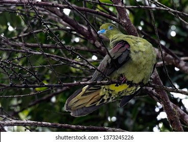 ID: Wedge-tailed Green Green-Pigeon oder Kokla Green Pigeon (Treron sphenurus) oder Hill Pigeon. Foto im Mossy Forest, Cameron Highland