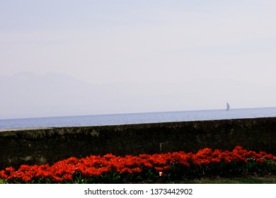 A bed of shining crimson tulips with the Lake of Geneva and a sailboat at the Tulip Festival (Morges, Switzerland)