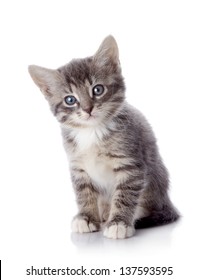 White-and-gray tabby kittens HD wallpaper download