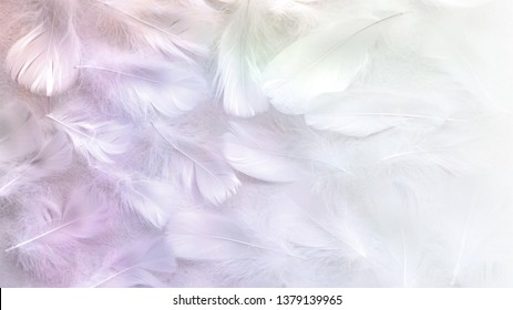 Angelic Pastel tinted White feather background - small fluffy white feathers randomly scattered forming a background fading into white on right side