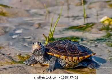 Diamantschildkröte (Malaclemys-Schildkröte)