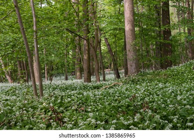 Blooming wild garlic in the Brussels woods around Jette during a hot spring day