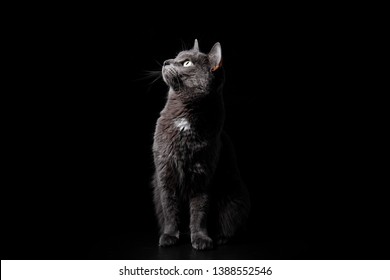Een portret van gemiddelde lengte in profiel van een grijze prachtige besnorde kat met groene ogen die naar het licht kijkt, tegen een zwarte achtergrond