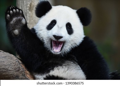 Un panda feliz y juguetón en China
